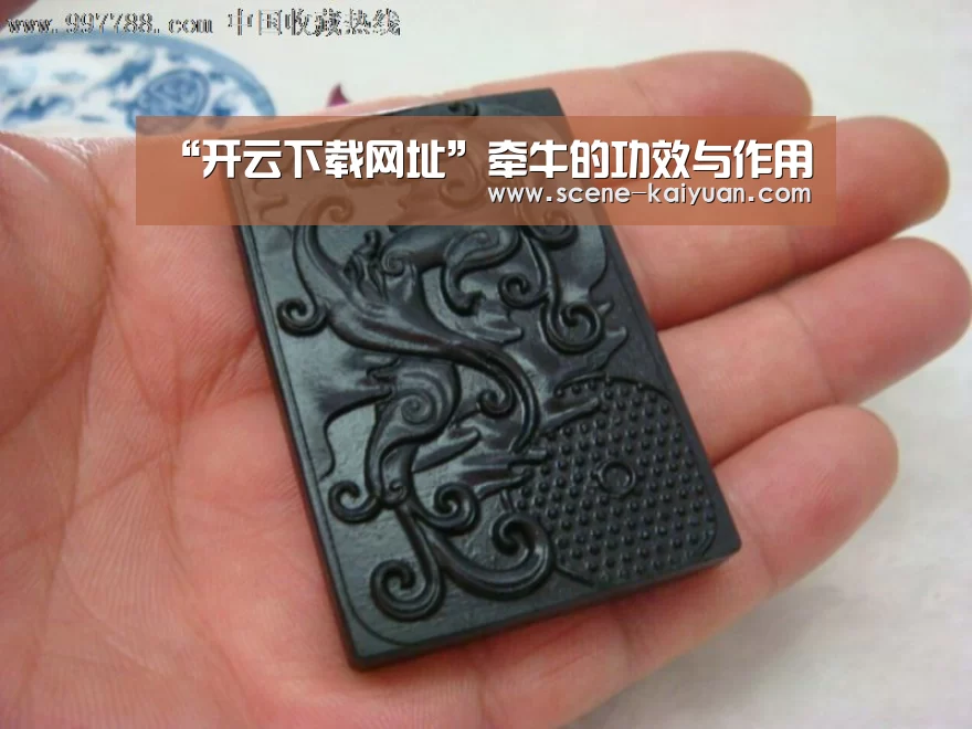 “开云下载网址”牵牛的功效与作用(图2) 开云下载网址